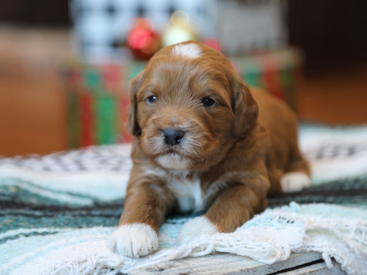 ralph (3).JPG