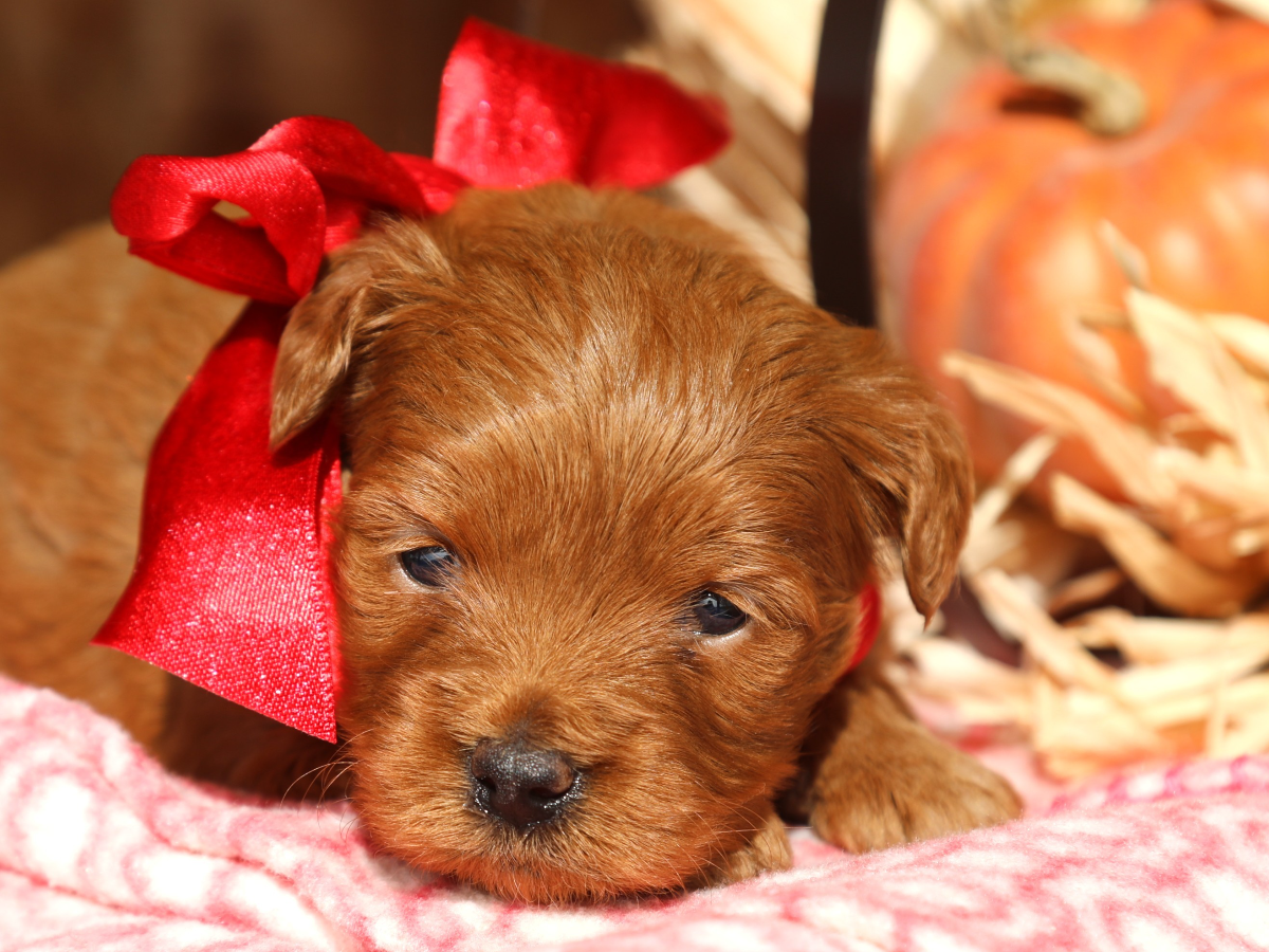 Peppermint • click to meet