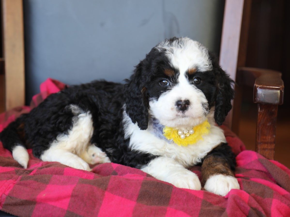  Lily - click to meet