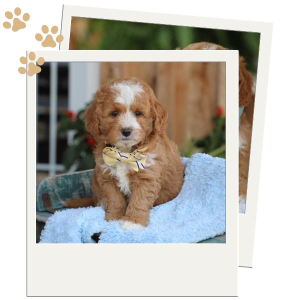 Mini Goldendoodles - Image 2.png