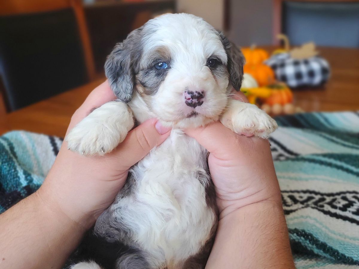 reggie (1).jpg