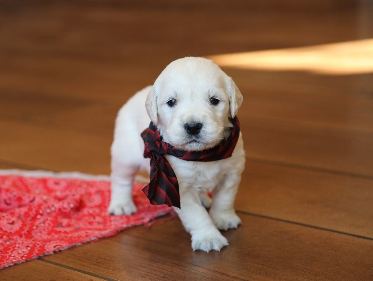 Trooper (1).JPG