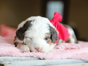 Meadow • Click to Meet