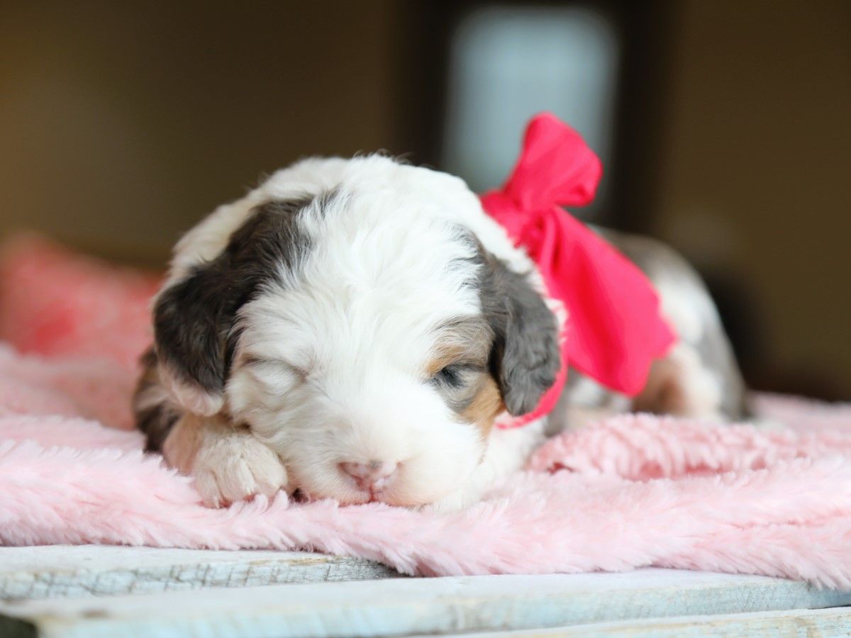 Meadow • Click to Meet