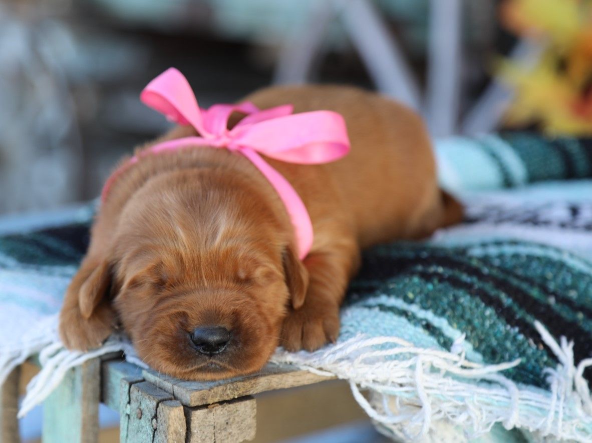 goldie (1).JPG