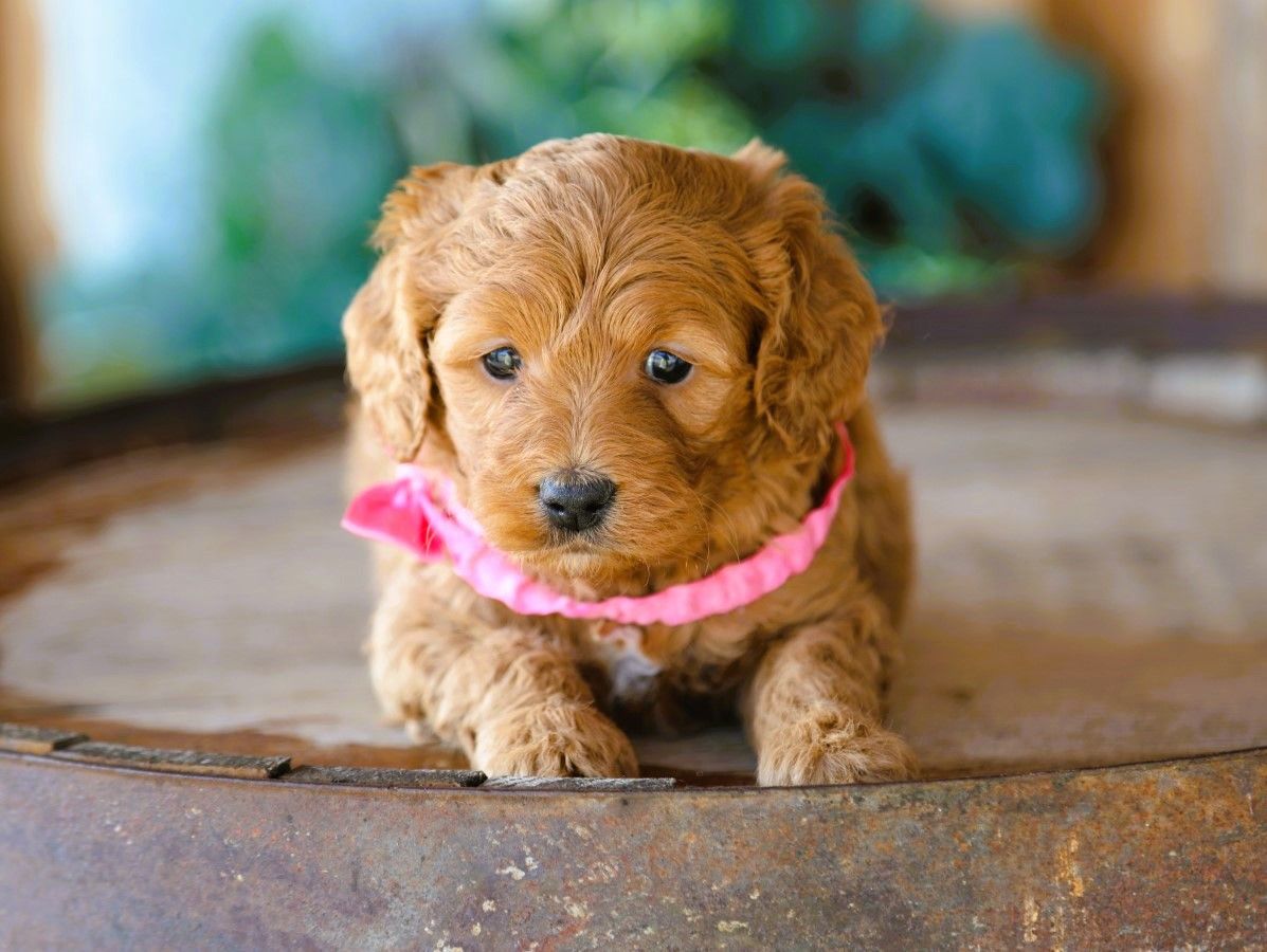 lacey (4).JPG