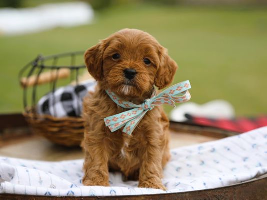 DIMITRI • RESERVED