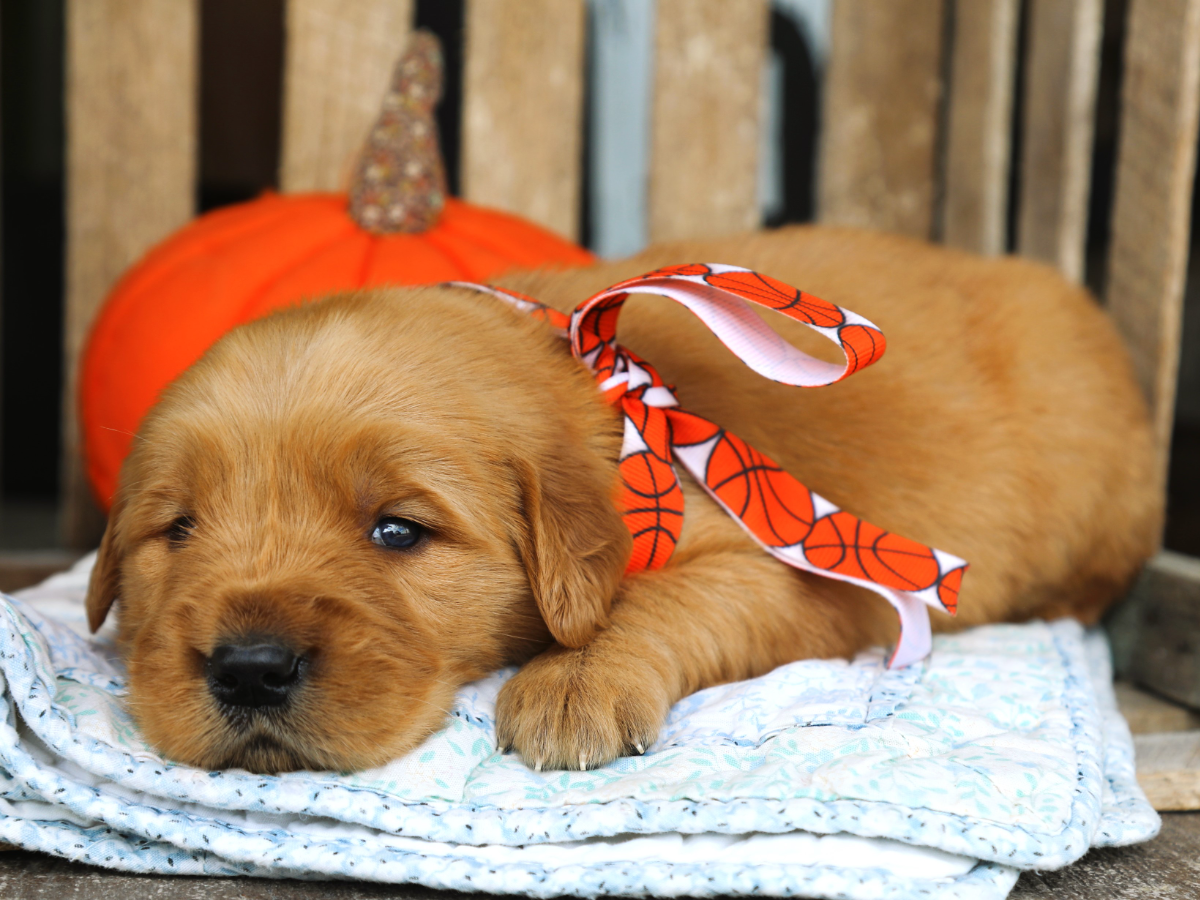 Butterscotch (4).png