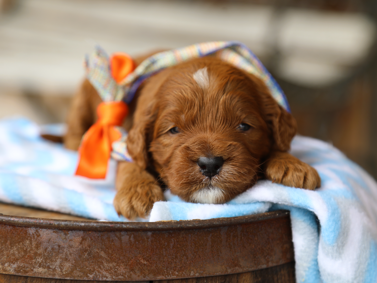 Kona • click to meet
