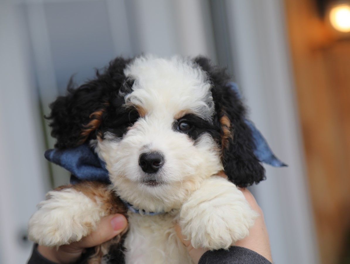  Bentley - click to meet