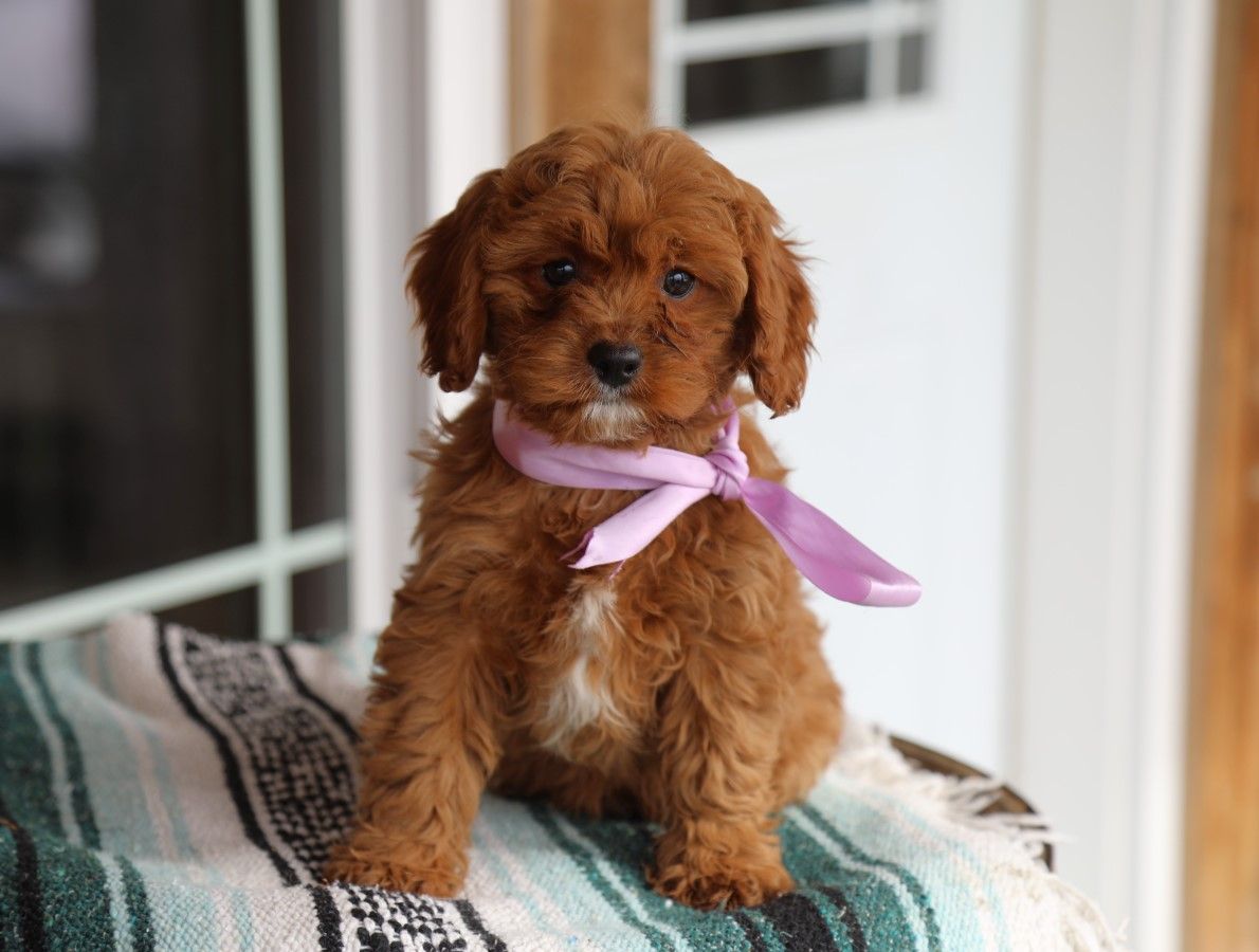 sweet pea (2).JPG