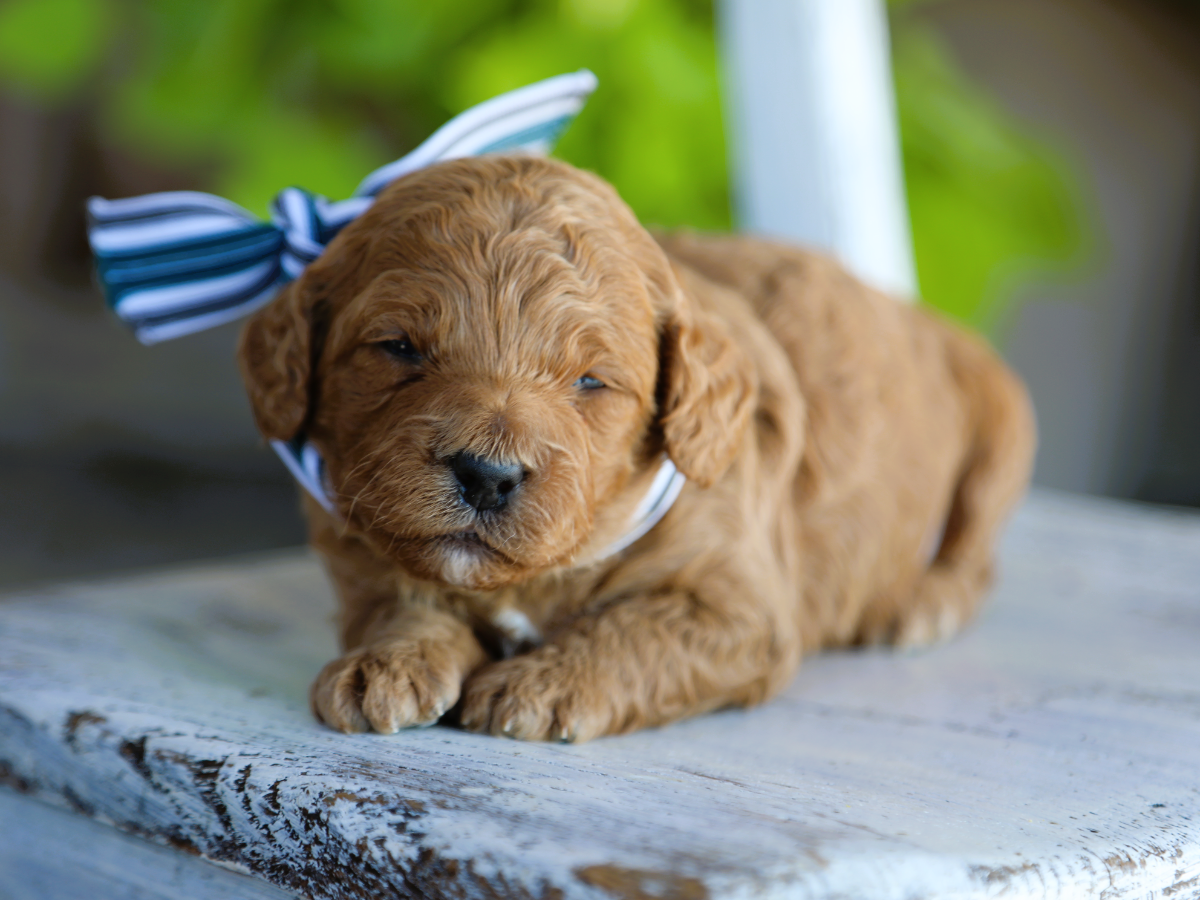 Hondo • click to meet