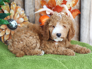 Archer • click to meet