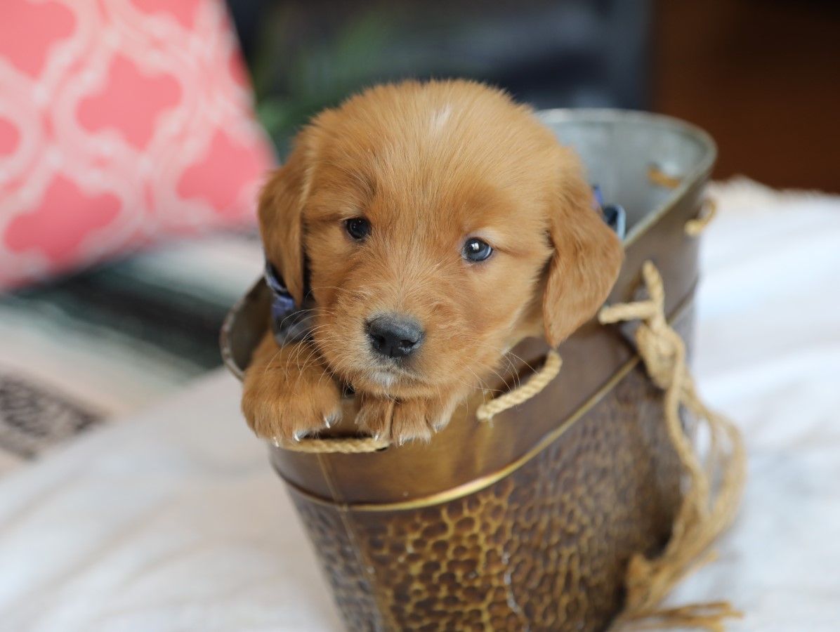 Sawyer (1).JPG