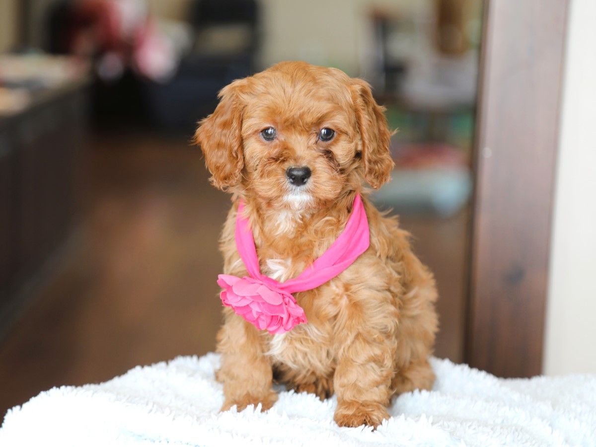 Sweet Pea (1).JPG