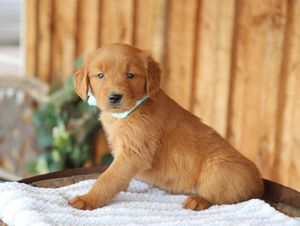  Henry - Click to meet