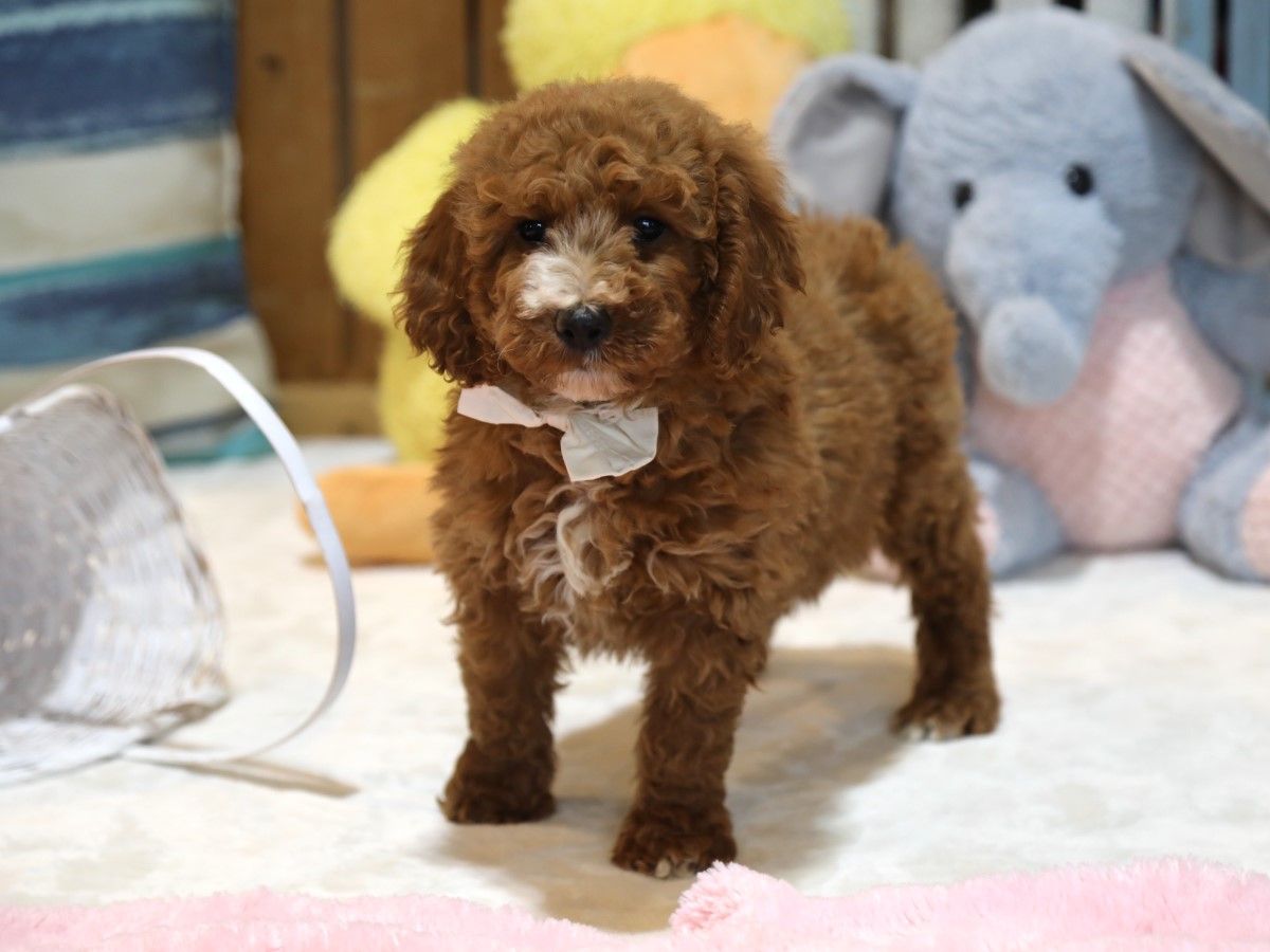  Taffy - click to meet