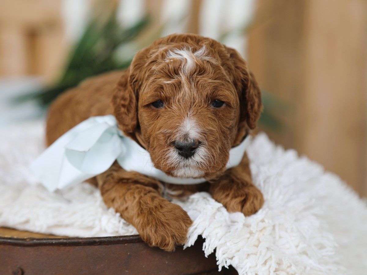 Barnie (3).JPG