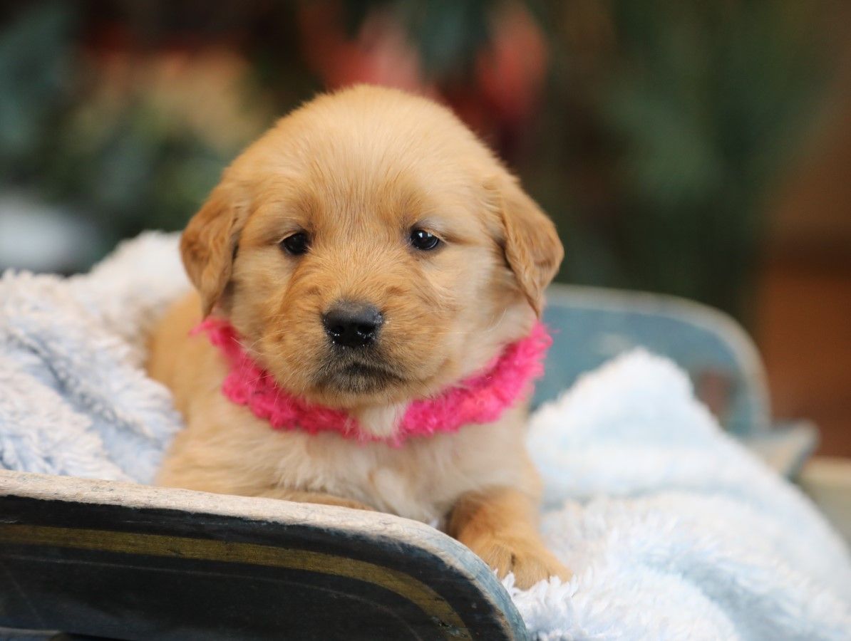 Flora - Click to meet