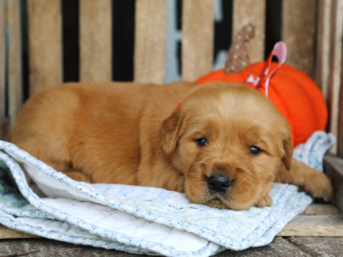 Butterscotch (2).png