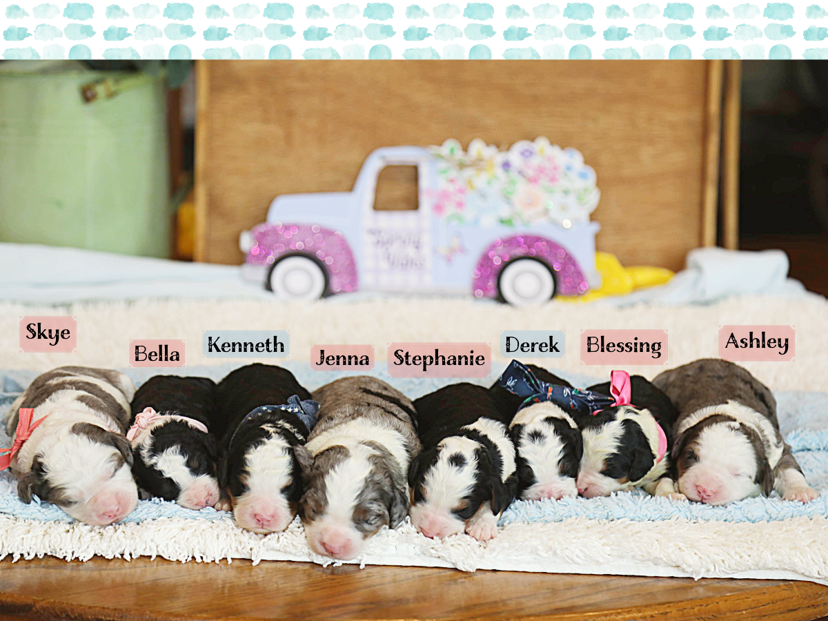 Nova's Babies • click to meet