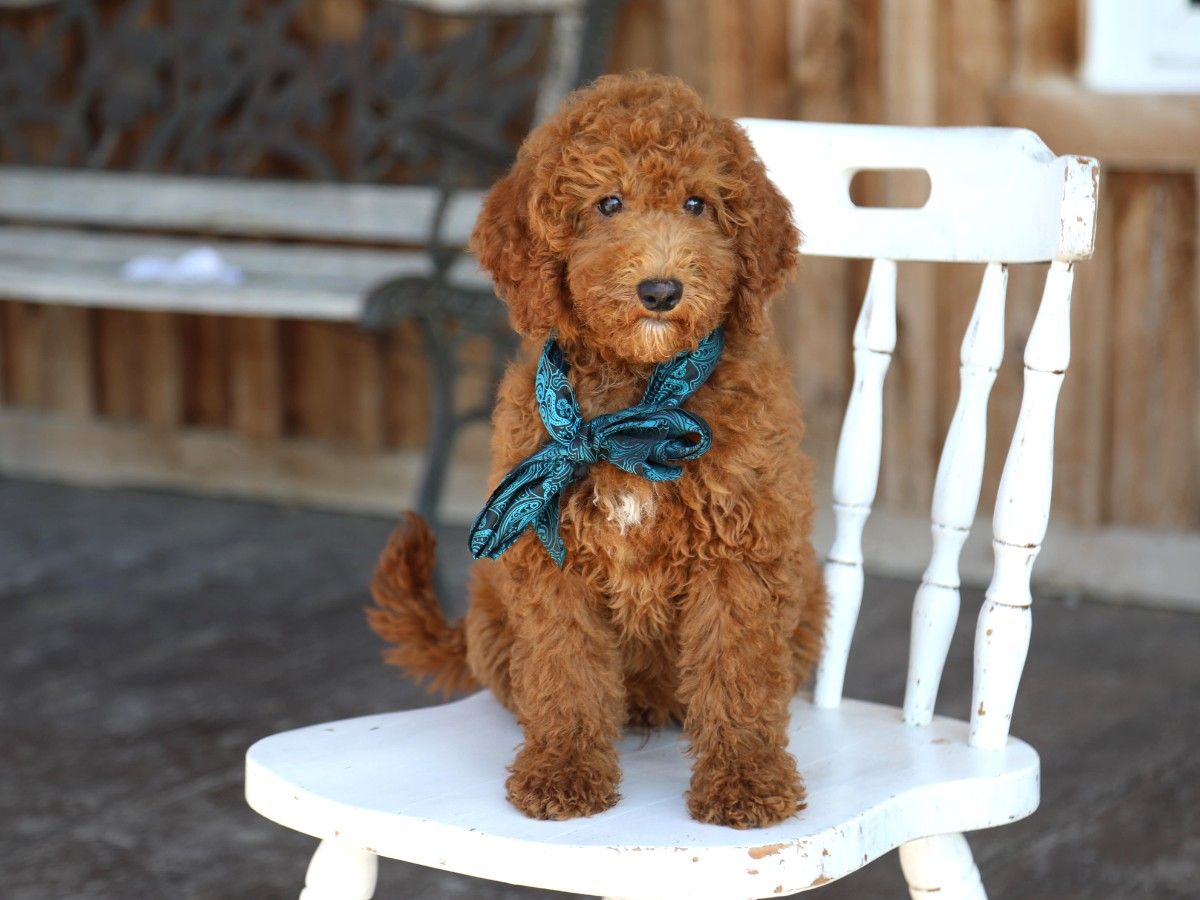 banjo (2).jpg