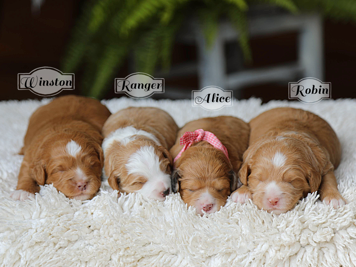 Lexus' Babies • click to meet