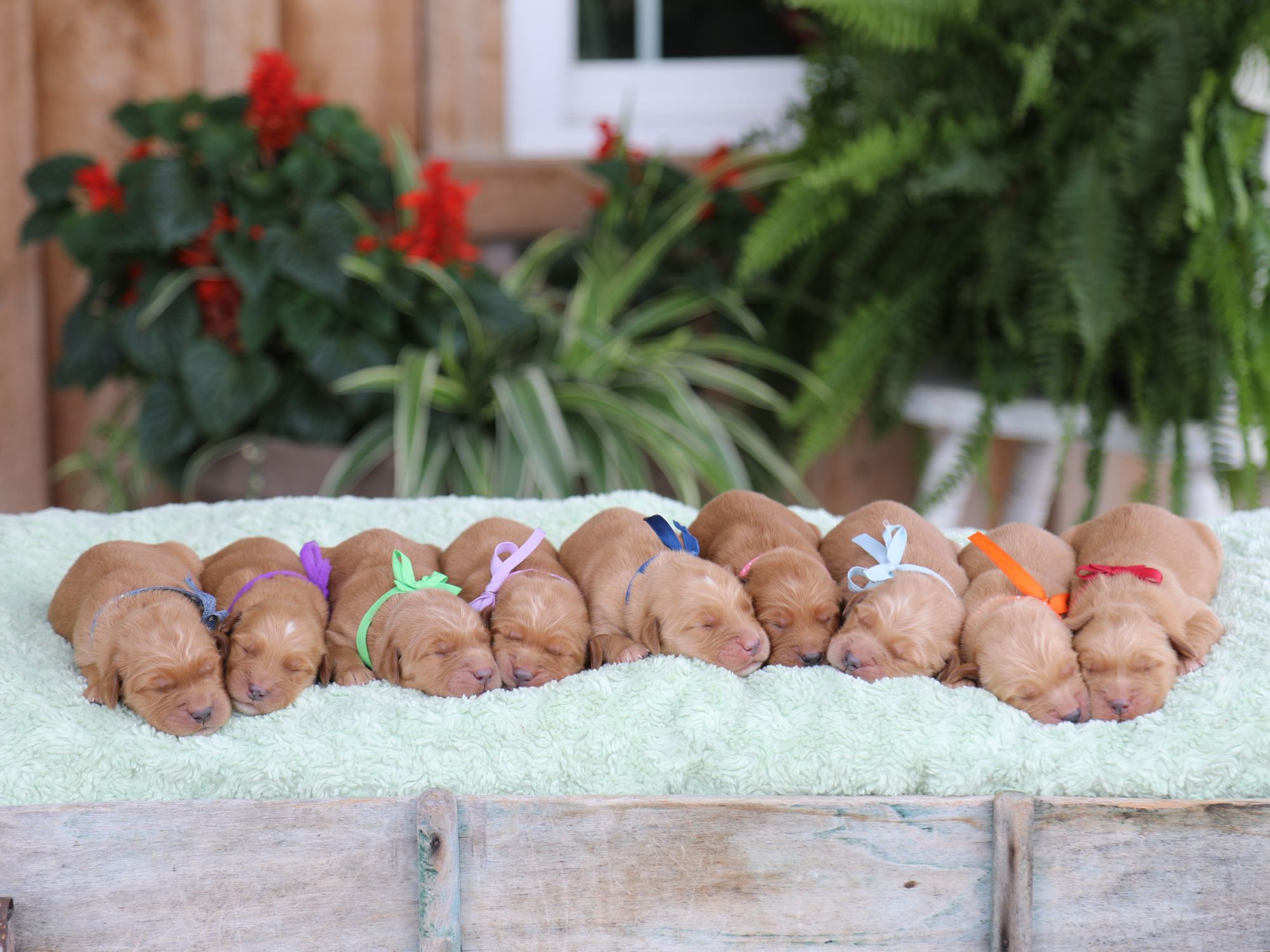 Ellen's Everyone (1).JPG