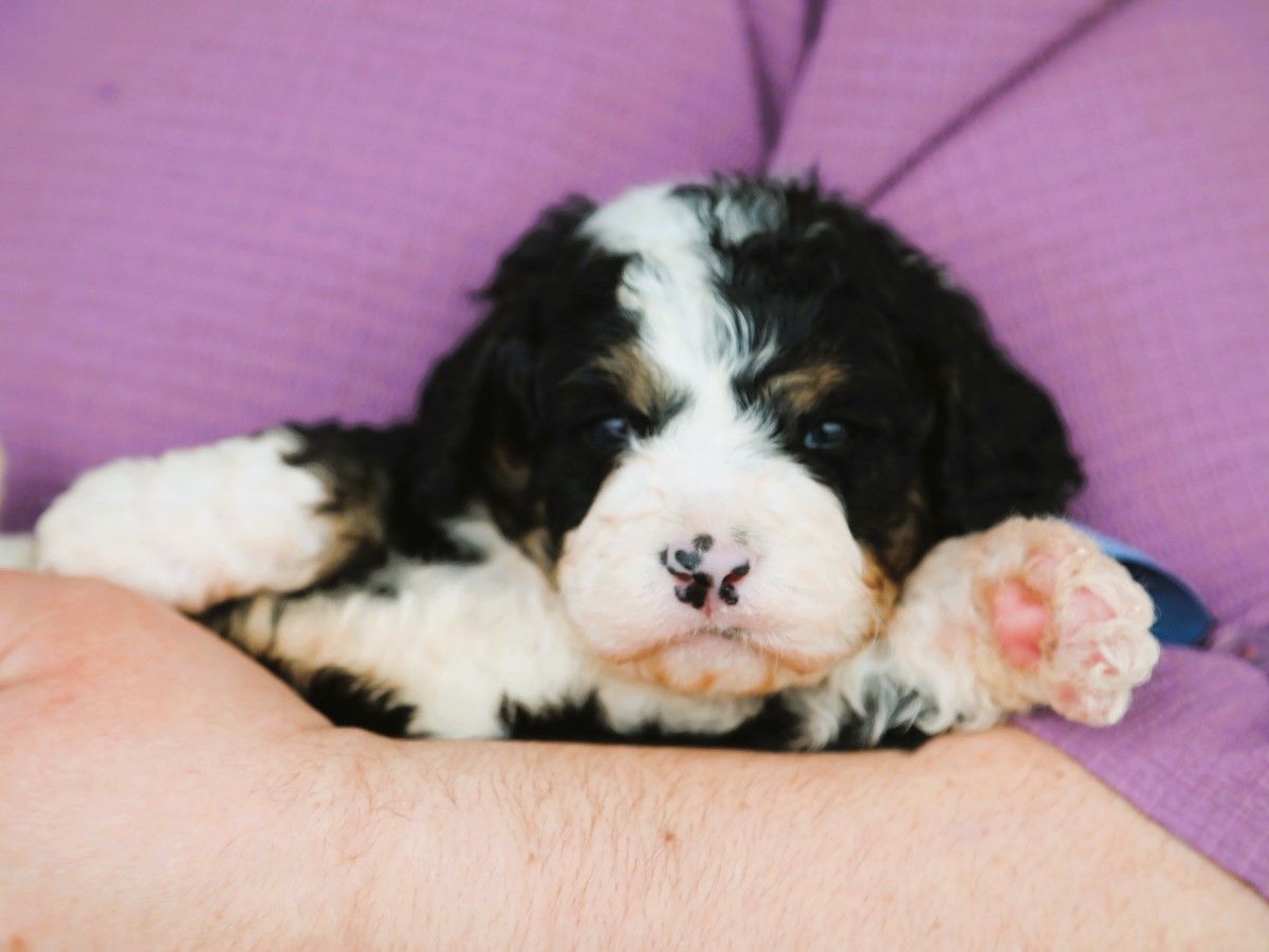 Cosmo (2).JPG