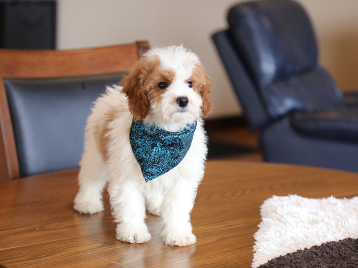 Sarge - click to meet