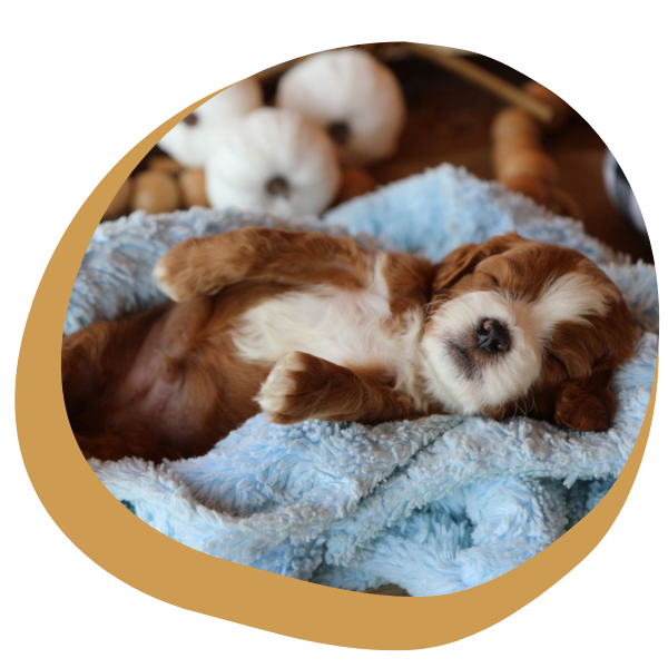 Cavapoo Breeders - Image 4.png