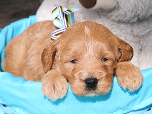 Billy • click to meet
