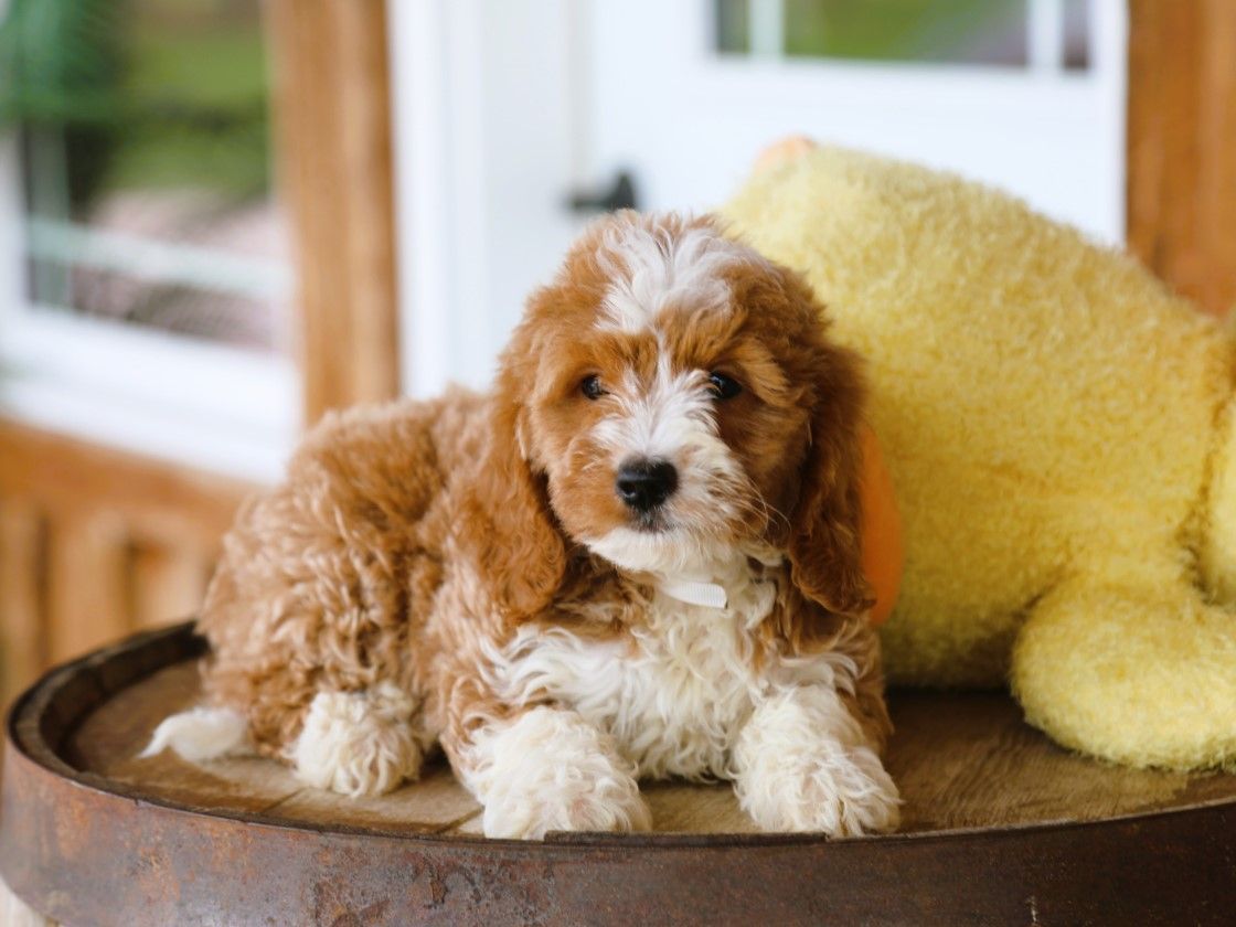  Milo • click to meet