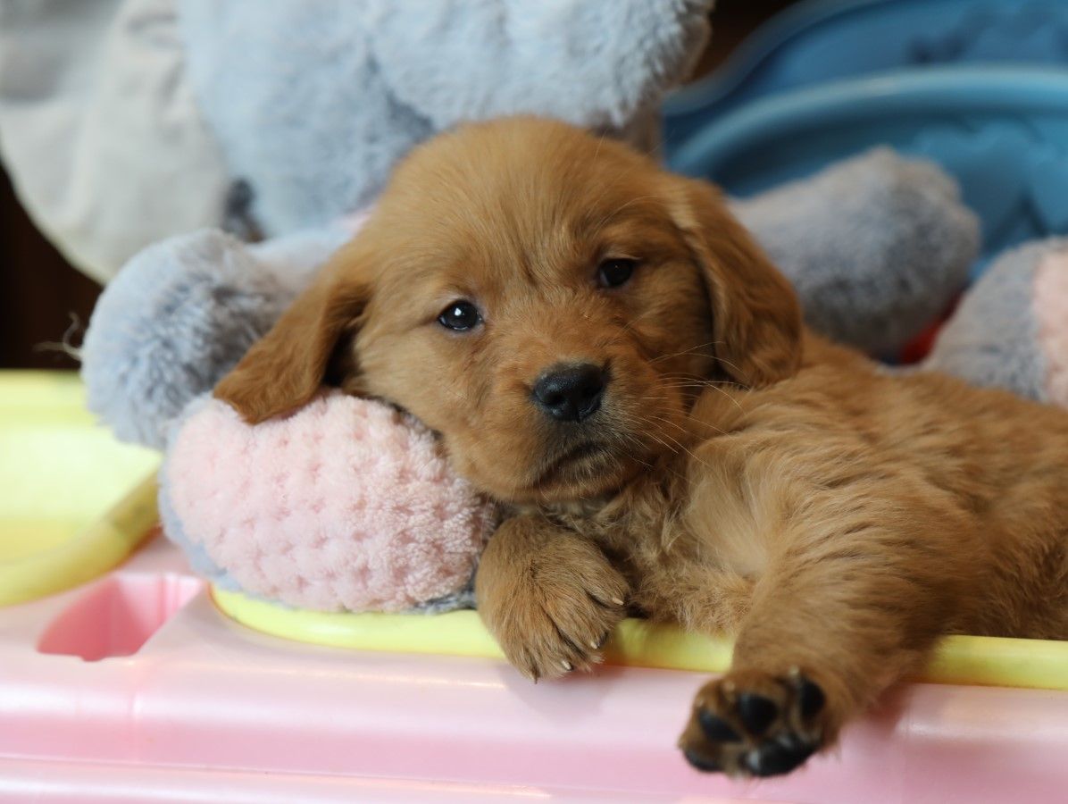  Sweet Pea - Click to meet