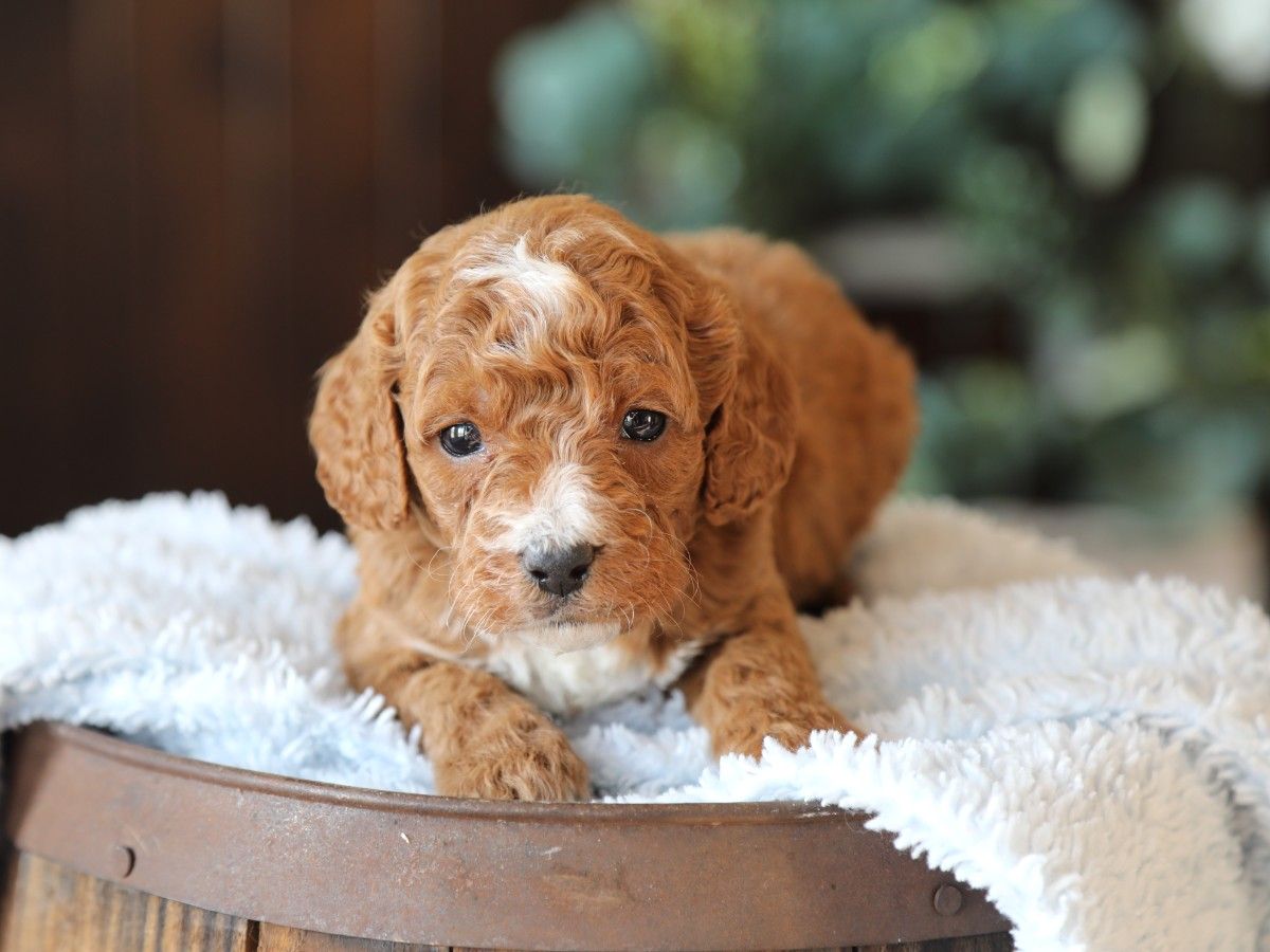 Moose (2).JPG