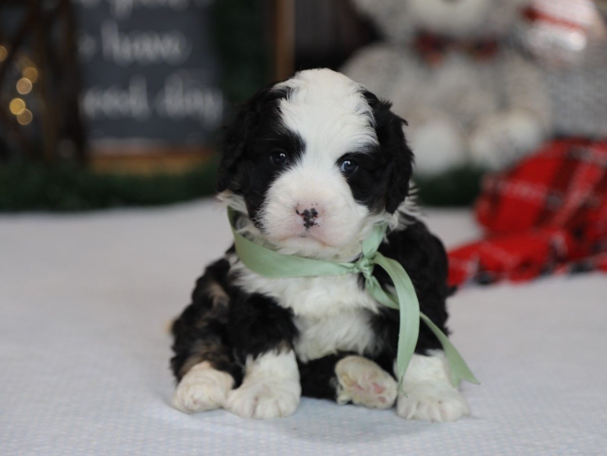  Mercy - click to meet