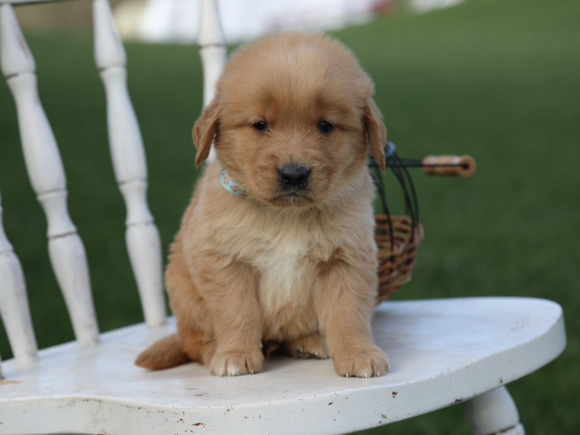 Reggie (1).JPG