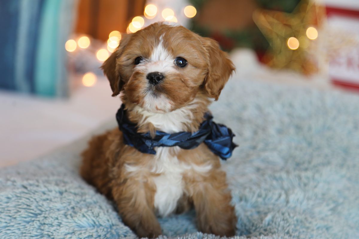  Willis • click to meet