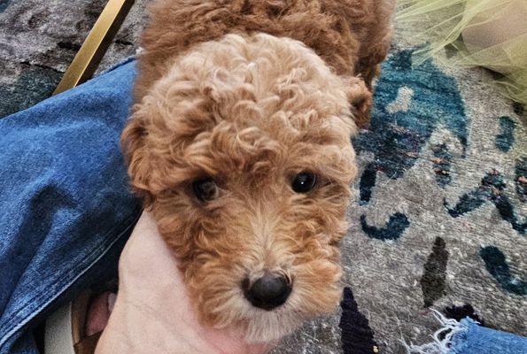 Austin TX ALICE • HOMED