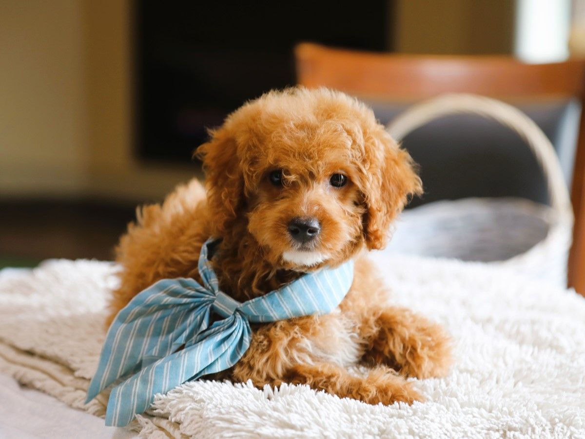 maple (3).JPG