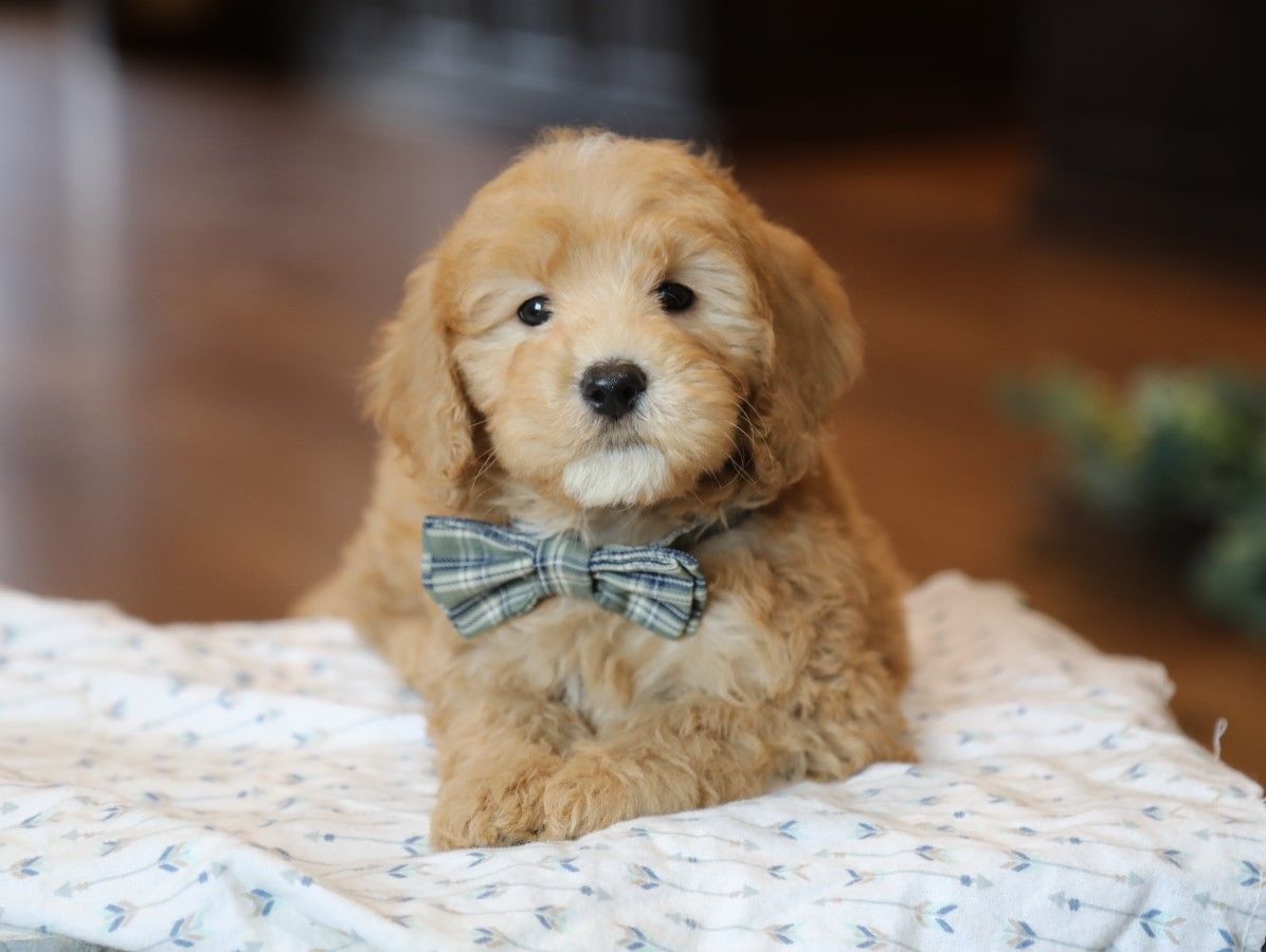  Royal - click to meet