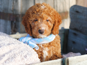 Remi • click to meet