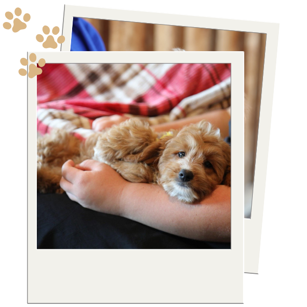 Goldendoodle Puppies for Sale - Image 2.png