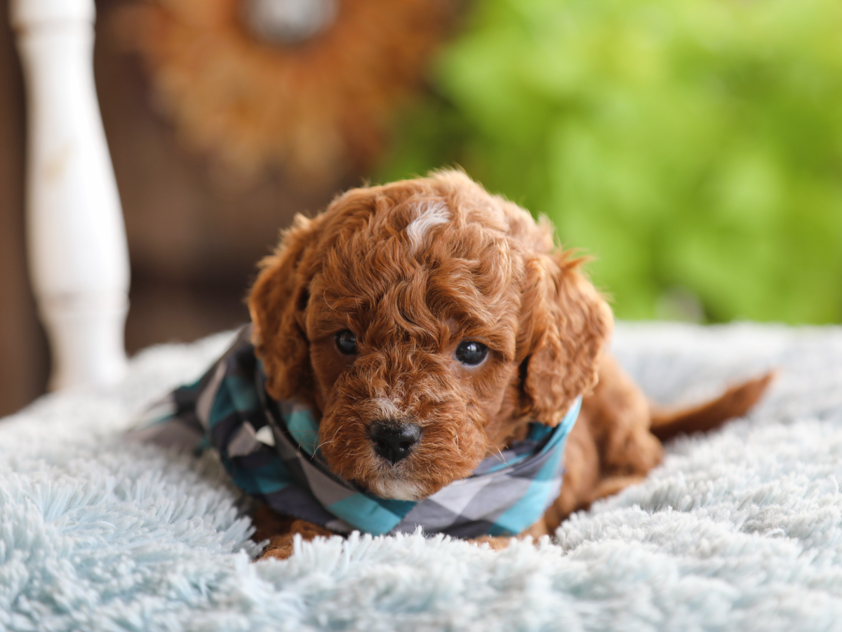 Nitro • click to meet