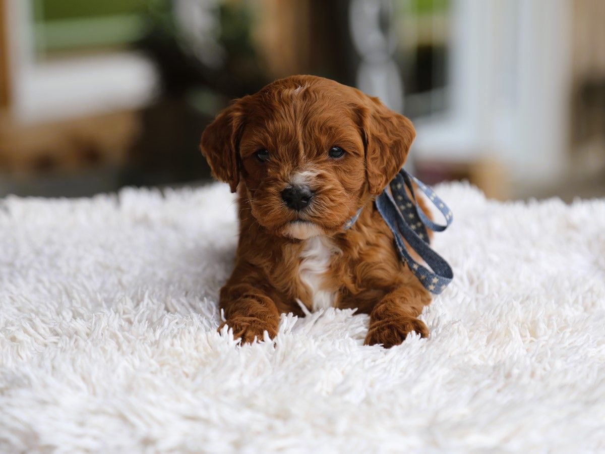Oliver (4).JPG