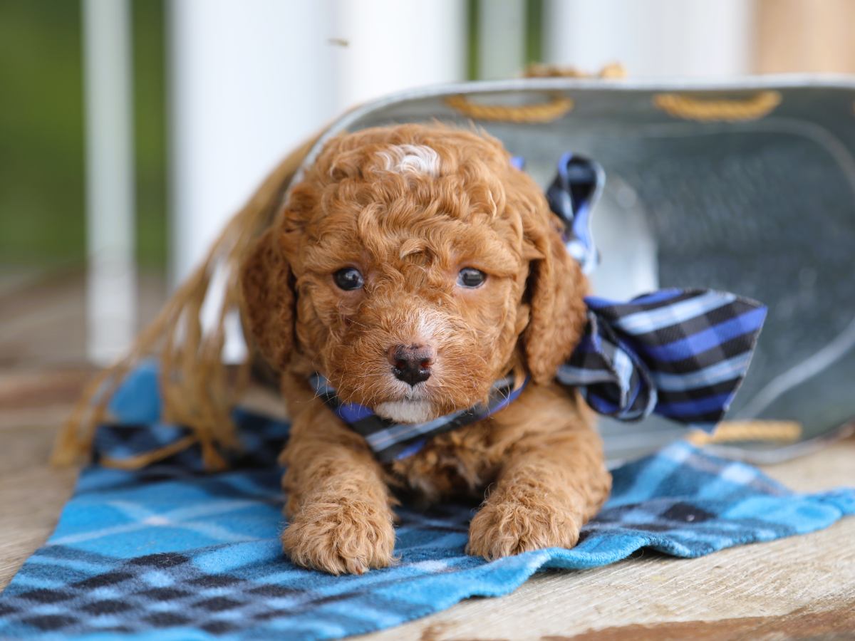  Sherlock • click to meet