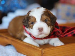 Tundra  • click to meet