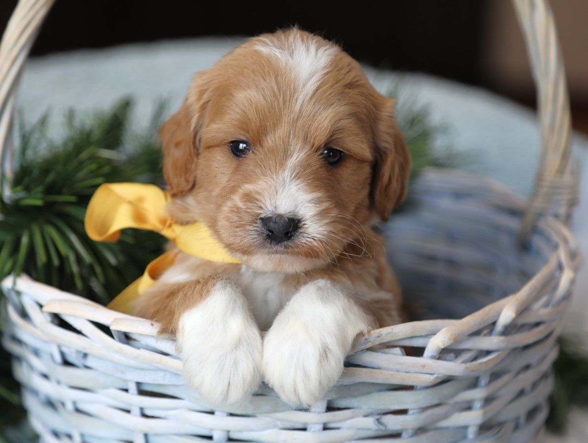 Winner - click to meet