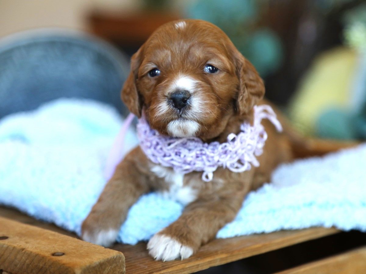 Chloe  • click to meet