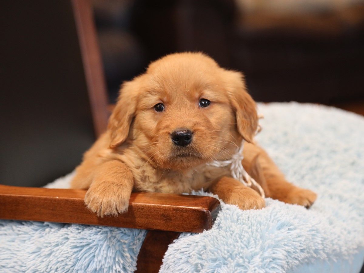  Obie - Click to meet